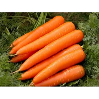 Natural Red Carrot